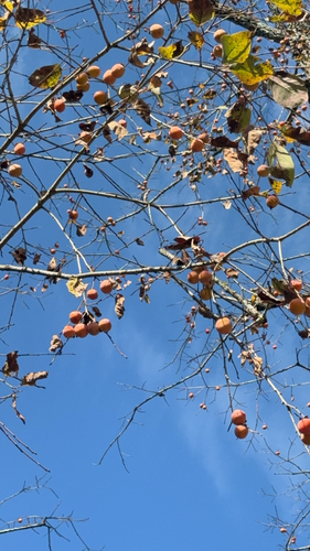 Diospyros observed 2026-10-27