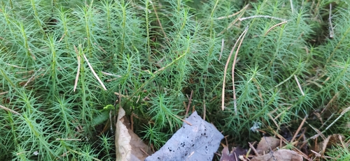 Polytrichum commune observed 2026-10-27
