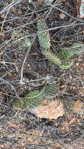 Opuntia polyacantha observed 2026-10-27