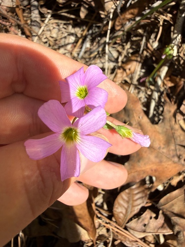 Oxalis observed 2026-10-27