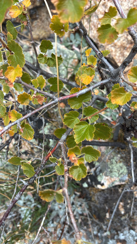 Ribes cereum observed 2026-10-27