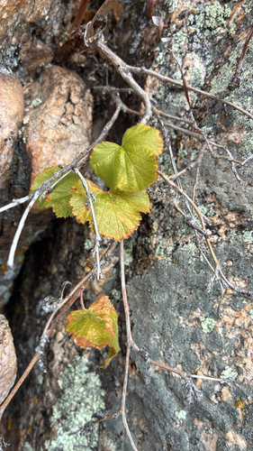 Rubus observed 2026-10-27