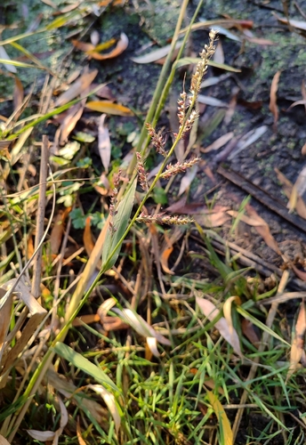 Echinochloa crus-galli observed 2026-10-27