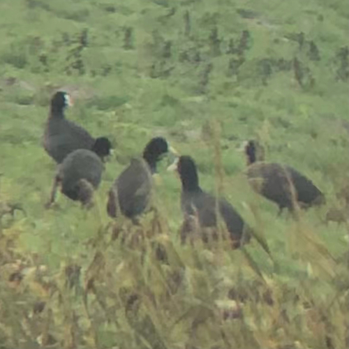 Fulica atra, 2026-10-27