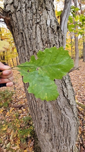 Quercus observed 2026-10-27