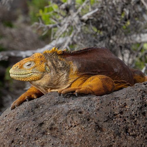 Conolophus subcristatus, 2026-10-24
