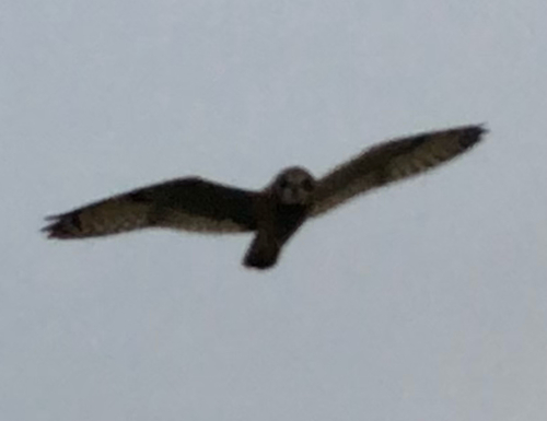 Asio flammeus observed 2026-10-27