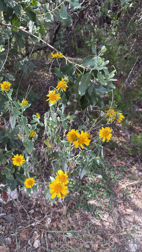 Verbesina encelioides observed 2026-10-27