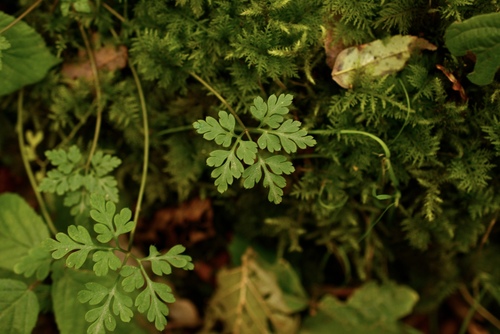 Geranium observed 2026-10-27