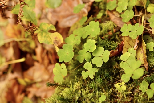 Oxalis observed 2026-10-27