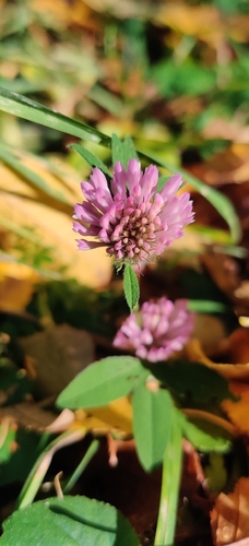 Trifolium pratense observed 2026-10-27