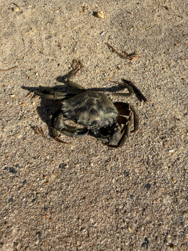 Carcinus maenas observed 2026-10-27