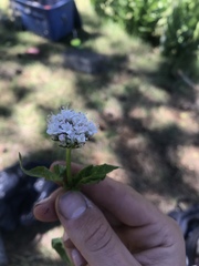 Valeriana occidentalis