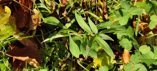 Silene vulgaris observed 2026-10-27