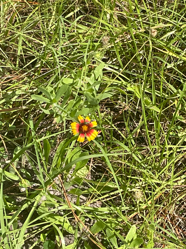 Gaillardia pulchella observed 2026-10-27