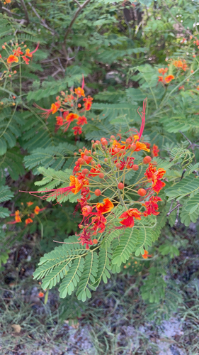Caesalpinia observed 2026-10-27
