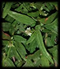 Persicaria prostrata