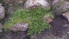 Persicaria prostrata