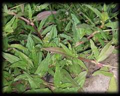 Persicaria prostrata