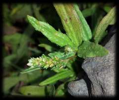 Persicaria prostrata