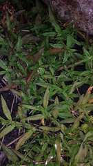 Persicaria prostrata