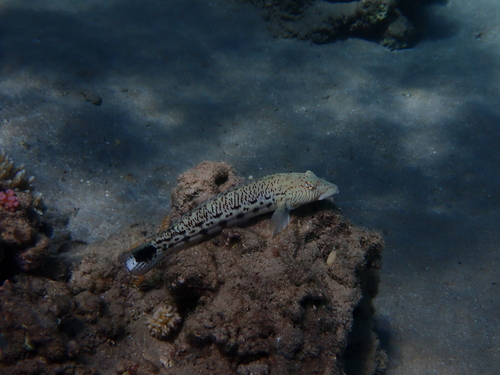 Parapercis hexophtalma observed 2026-10-15