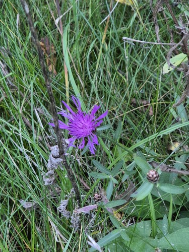 Centaurea observed 2026-10-27