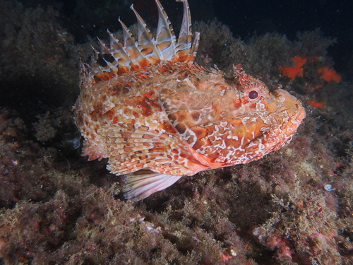 Scorpaena observed 2026-10-27