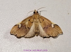 Deuterophysa asychanalis