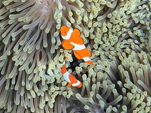 Amphiprion ocellaris photograph by the iNaturalist community