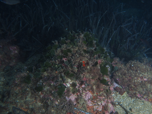 Udotea observed 2026-10-27