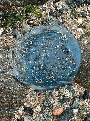 Octopus observed 2026-10-27