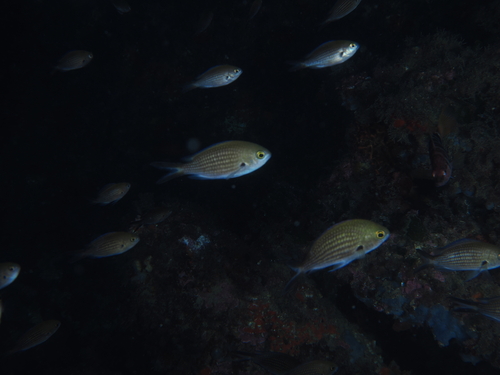 Chromis observed 2026-10-27