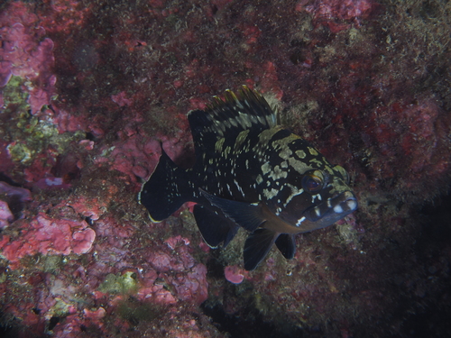 Epinephelus observed 2026-10-27