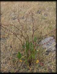 Rumex brownii
