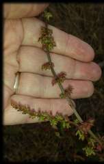 Rumex brownii