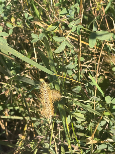 Setaria pumila observed 2026-10-27