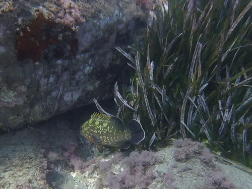 Epinephelus observed 2026-10-27