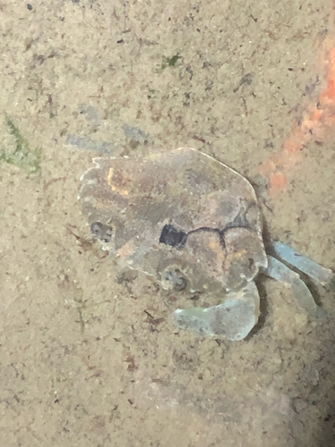 Carcinus maenas observed 2026-10-27