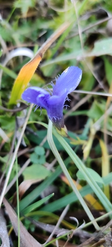 Gentiana observed 2026-10-27