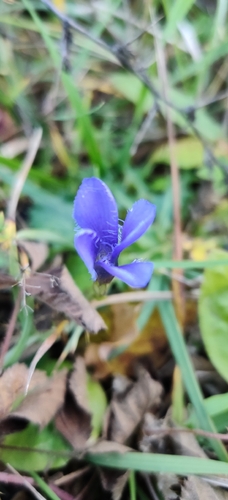 Gentiana observed 2026-10-27