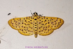 Polygrammodes eleuata