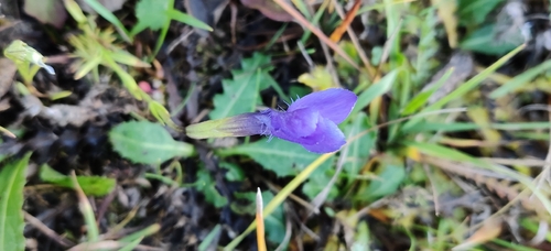 Gentiana observed 2026-10-27