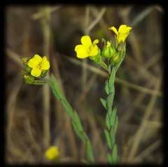 Linum trigynum