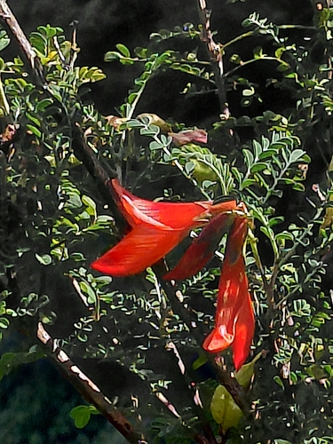 Musa observed 2026-10-27