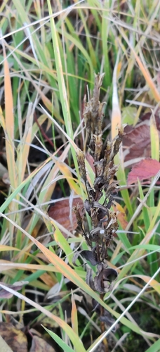 Gentianella amarella observed 2026-10-27