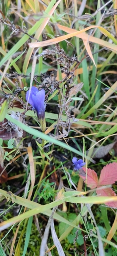 Gentiana observed 2026-10-27