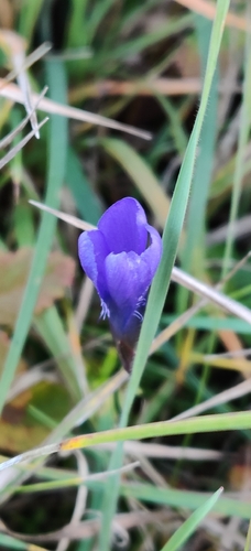 Gentiana observed 2026-10-27
