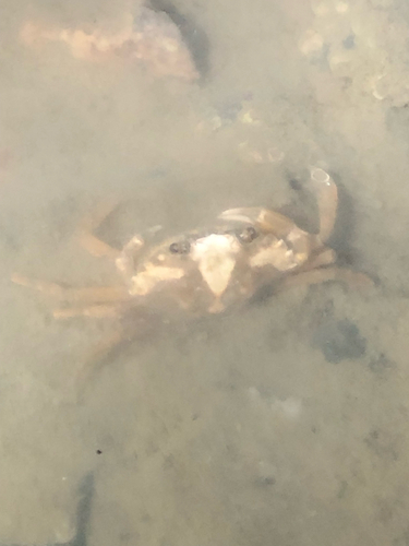 Carcinus maenas observed 2026-10-27