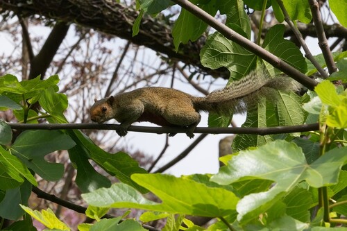 Callosciurus, 2026-10-27